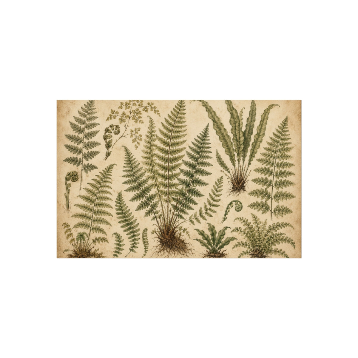 Vintage Botanical Fern Illustration Poster | Fine Art Print - 17″ x 11″ (Horizontal)
