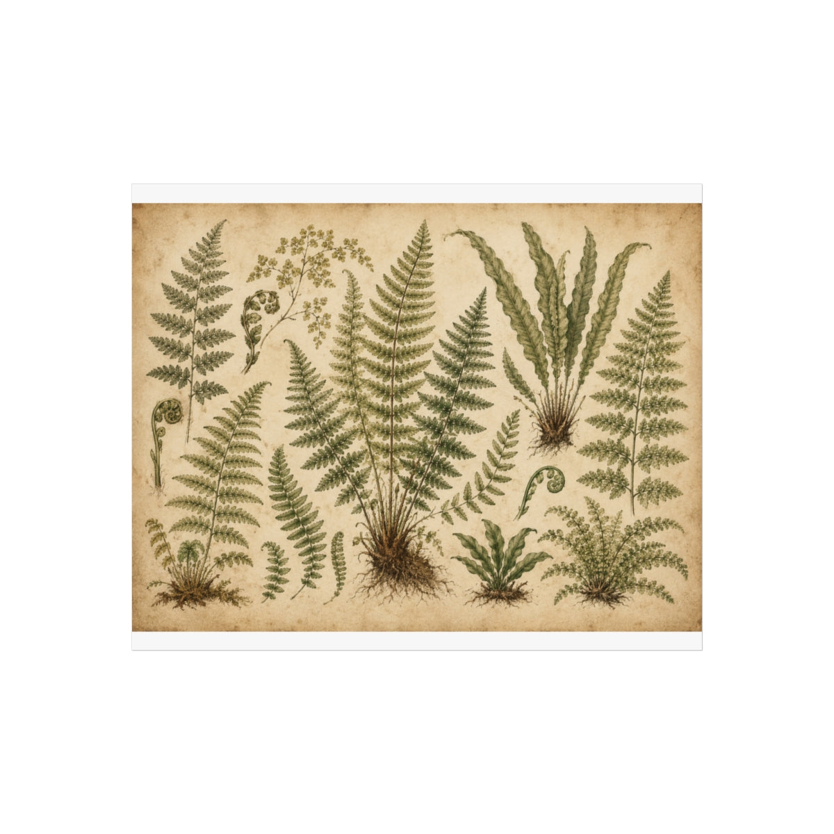Vintage Botanical Fern Illustration Poster | Fine Art Print - 11″ x 9″ (Horizontal)
