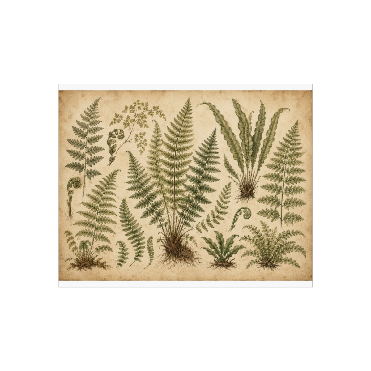 Vintage Botanical Fern Illustration Poster | Fine Art Print - 10″ x 8″ (Horizontal)