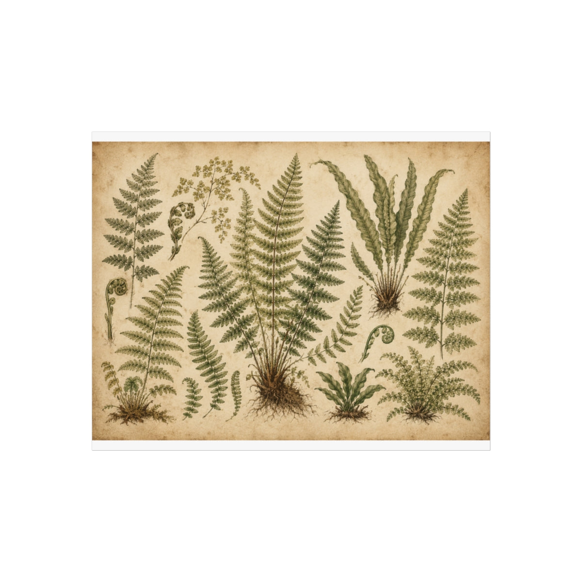 Vintage Botanical Fern Illustration Poster | Fine Art Print - 20" x 16" (Horizontal)