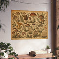 Vintage Botanical Mushroom Print Poster | Mycology Wall Art